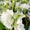 Fragrant white stock flowers