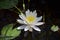 Fragrant White Water Lily