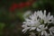 Fragrant wild flowers at night