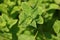 Fragrant wild mint green chlorophyll mint leaf