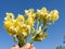 Fragrant wildflowers that grow in the mountains