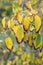 Fragrant winter hazel Corylopsis sinensis var. sinensis autumn foliage