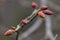 Fragrant winter hazel Corylopsis sinensis var. sinensis spring buds