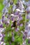 Fragrant wisteria blooms attract bumblebees in late spring