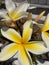 Fragrant Yellow Plumeria