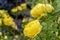 Fragrant yellow rose bush in the summer garden.