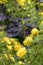 Fragrant yellow rose bush in the summer garden.