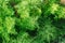 Fragrant Young dill leaf growing. Good green organic dill in farmer\\\'s garden for food. Dill plants grows in the open ground.