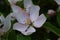 Fragrant young white flower on blossoming quince tree in sunny spring morning