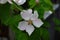 Fragrant young white flower on blossoming quince tree in sunny spring morning