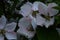 Fragrant young white flower on blossoming quince tree in sunny spring morning