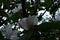 Fragrant young white flower on blossoming quince tree in sunny spring morning