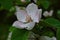 Fragrant young white flower on blossoming quince tree in sunny spring morning