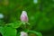 Fragrant young white flower on blossoming quince tree in sunny spring morning