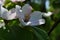 Fragrant young white flower on blossoming quince tree in sunny spring morning