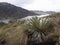 A frailejon plant with chuza reservoir lake and andean mountains at background landscape inside Chingaza National Natural Park