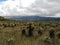 Frailejon plants in a paramo ecosystem. Endemic endangered vegetation.