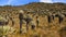 Frailejones, Paramo de Oceta