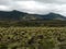 Frailejones in a paramo ecosystem. Neotropical biome with endangered vegetation.