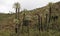 Frailejones Plants Paramo Andes Mountains