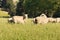 Fram sheep on green glass field
