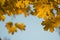 Frame of autumn maple leaves natural background closeup. Creative photo