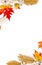 Frame of autumnal maple leaves, golden yellow leaves palm tree, cotton flowers on white background with space for text. Top view