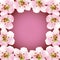 Frame with blossoming sakura - japanese cherry tre