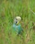 In frame : Blue Budgie parakeet. . The budgerigar, also known as the common parakeet or shell parakeet, is a small, long-tailed, s