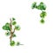 Frame of centella asiatica, wooden branch watercolor illustration isolated on white. Pennywort, kola herbal plants, cola