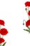 Frame of flowers red poppies  corn poppy, corn rose, field poppy  on a white background with space for text. Top view, flat lay