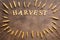 A frame of golden wheat ears and a word from wooden letters- harvest on a dark rustic background. Copy space, top view