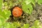 Frame of grass and leaves, red mushroom fly agaric with a spotty hat grows in the forest