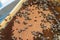 Frame with honey bees, open and sealed brood and honey. Work on apiary. selective focus