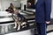 Frame image of a dog detecting drugs at the airport sitting next to the customs guard, holding his paw