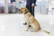 Frame image of a Labrador dog looking at camera, for detecting drugs at the airport standing near the customs guard