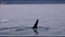 Frame from Kamchatka, the fin of a killer whale swims in the water