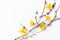 Frame made of branches and yellow spring flowers on white background. Beauty, spring, Easter concept.