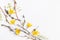 Frame made of branches and yellow spring flowers on white background. Beauty, spring, Easter concept.