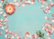 Frame made â€‹â€‹out of pink pale rose petals on blue turquoise background, top view.