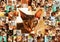 A frame of many photos of cats, in the center a Sphynx cat.
