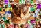 A frame of many photos of cats toned in different colors.