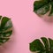 Frame of Monstera leaves on pink background with copy space. Minimalism flat lay. For lifestyle blog, book, article, social media