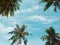 Frame of palm trees against the sky, free space in the center. Tropical landscape