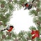 Frame of pine branches and bullfinch birds