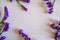 Frame of purple potpourri flowers on white background. Top view. Copy space. Holidays, birthday mockup.