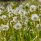 Frame Square Close up of dandelions with white flowers and bright green stems on a sunny day