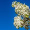 Frame Square Dainty white flowers on the branches of a tree isolated against clear blue sky
