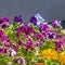 Frame Square Flowers growing on an old rusty wheelbarrow and blooming under sunlight