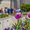 Frame Square Purple and white tulips outside a building with people gathered at the entrance